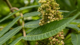 Sumac tree flowering buds and leaves