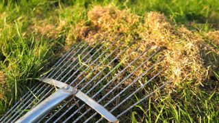 A thatching rake removing thatch from the grass