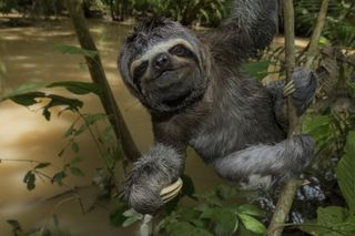 sloth-amazon-vr-film