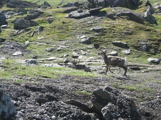 Besides bacteria living in the rock coatings, Kärkevagge is home to other wildlife.