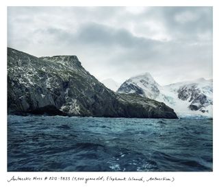 5,500 year old Antarctic Moss