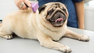 A dog being combed