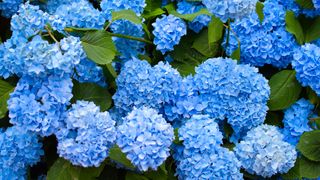 Blue hydrangea macrophylla