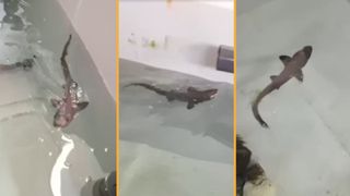 Three images, all pictures of a small shark pup swimming.