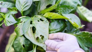 Holes in leaves