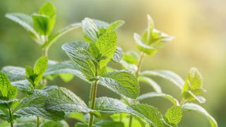 Mint leaves in the sunlight