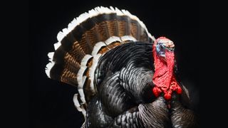 A wild turkey (Meleagris gallopavo) with an impressive red wattle.