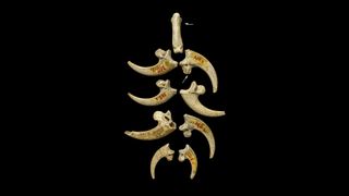 An image of white-tailed eagle talons from the Krapina Neandertal site in present-day Croatia, dating to approximately 130,000 years ago, may be part of a jewelry assemblage.