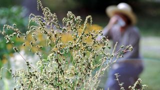 What causes allergies? Image shows woman in field