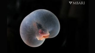 a pigbutt worm on a black background