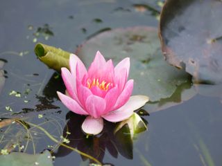 A flower floating on a pond