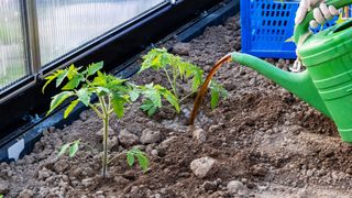 Tomato plants being fed with a tomato feed