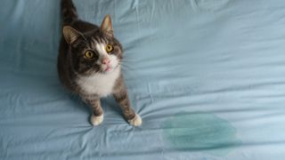 Cat urine on a mattress