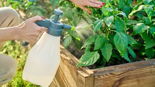 How to make homemade bug repellent