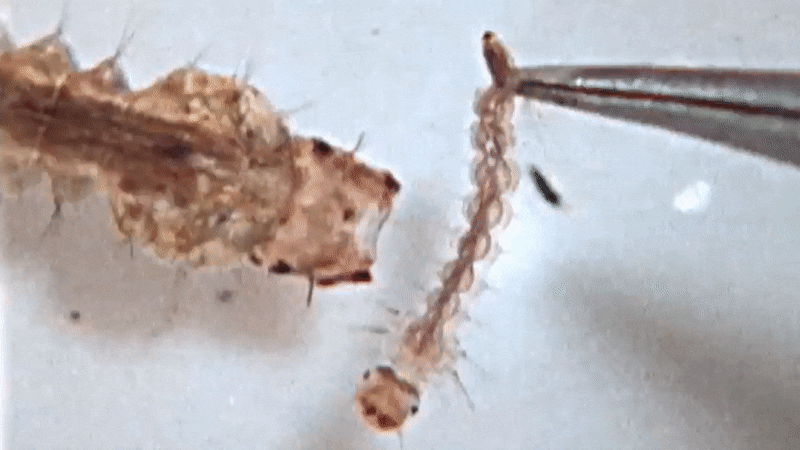 With high-speed video, scientists have detailed, for the first time, how predatory mosquito larvae attack and capture prey in aquatic habitats.