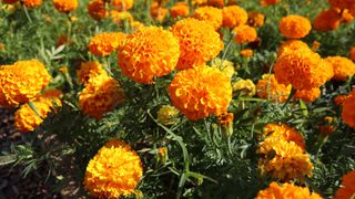 Orange marigolds