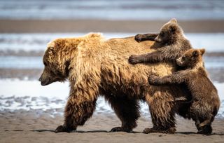 A mother bear walks away while her cubs cling on behind her.