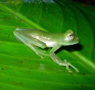 Glass frog.