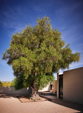 Scott Pask Arizona house