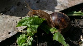 A snail eating a green leaf