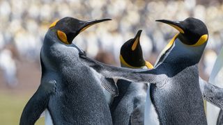 These Penguins appear to be celebrating