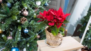 Poinsettia wrapped in brown paper against a Christmas tree