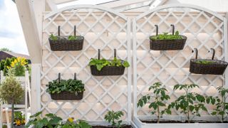 White trellis with plants