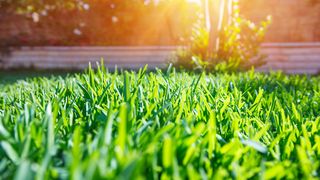 A lawn in the sun