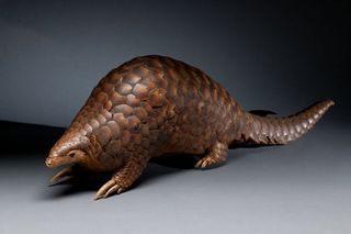 The endangered Chinese pangolin (Manis pentadactyla), native to central and Southeast Asia, is covered with scales made from keratin.