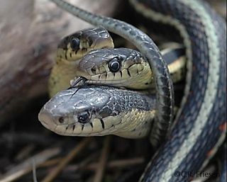 A male garter snake flicks its tongue on another snake in order to detect pheromones and determine whether or not it's a female.