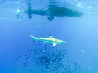 a shark swimming beneath a boat in clear blue water with fish beneath it