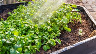 Watering raised vegetable bed