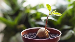 Plants in pot