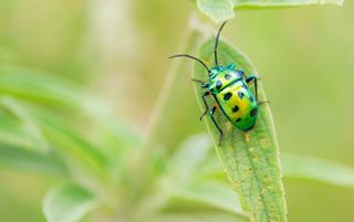 Biology is the study of all living organisms, including this adorable jewel bug and the plant it's perched on. 