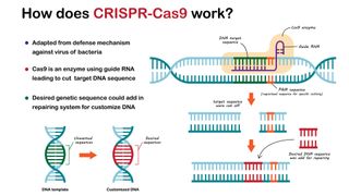 a labelled diagram depicts the various components of crispr and demonstrates how they snip out DNA and replace it with new sequences