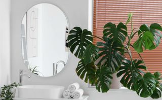 Monstera houseplant on bathroom