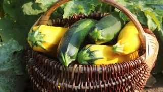 Yellow and green zucchini in wicker basket