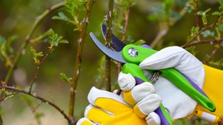 A rose stem being pruned by bypass pruning shears