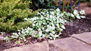 Lamium maculatum growing in a flower bed