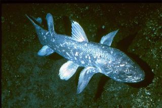 Living coelacanth.