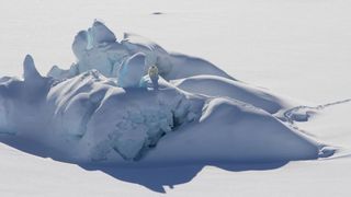 A polar bear perches on a thick chunk of sea ice north of Greenland in March 2016. These thicker, older pieces of sea ice don’t fully protect the larger region from losing its summer ice cover.