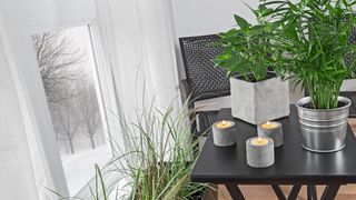 Indoor plants on table