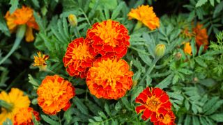 Orange marigolds