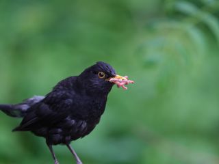 A blackbird with a beak full of worms