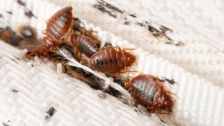 Bed bugs