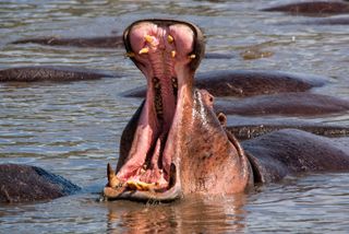 Hippos have big teeth. Don't mess with them.