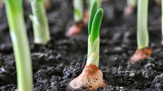 Onions growing in soil