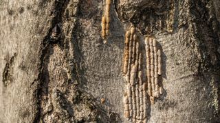 Spotted lanternfly egg masses