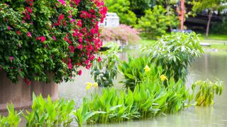 Flooded garden