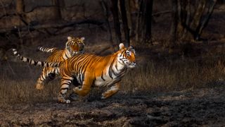 Photograph of two tigers by Turgay Uzer, titled 'Chasing Sisters'